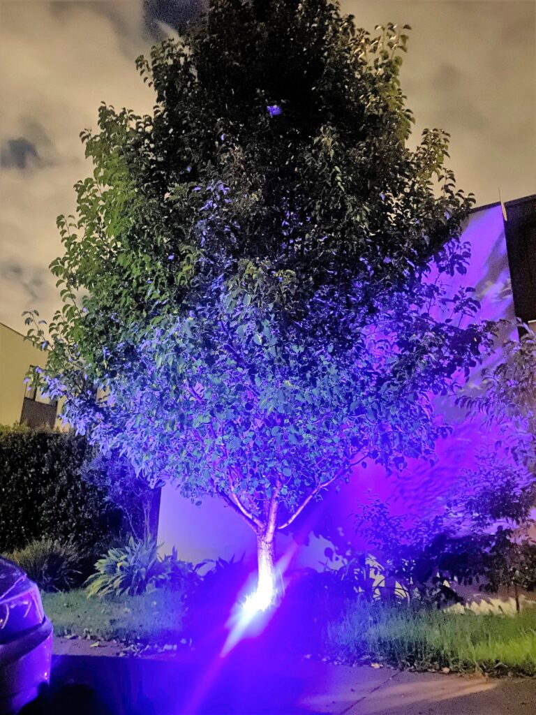 Purple Tree lights World IBD Day